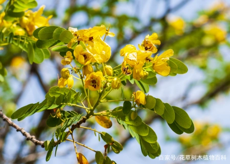 无论从药用还是观赏,这种植物都是值得大家了解 第3张 无论从药用还是观赏,这种植物都是值得大家了解 第3张
